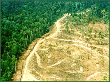 Photo courtesy of Global Forest Watch